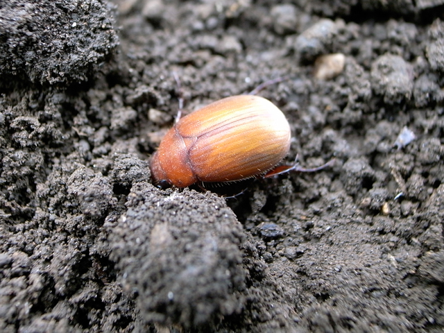 おきらく農園 Blog Archive ネキリムシの成虫 ヨトウムシのサナギ発見